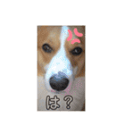 わがままコーギーのダン君（個別スタンプ：2）