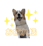 わがままコーギーのダン君（個別スタンプ：20）