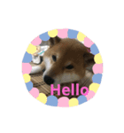 柴犬好き（個別スタンプ：1）