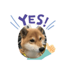 柴犬好き（個別スタンプ：3）