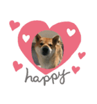 柴犬好き（個別スタンプ：4）