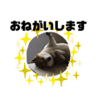 柴犬好き（個別スタンプ：5）