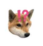 柴犬好き（個別スタンプ：6）
