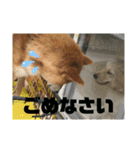 柴犬好き（個別スタンプ：7）