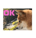 柴犬好き（個別スタンプ：8）