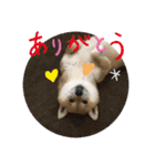 柴犬好き（個別スタンプ：9）