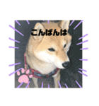 柴犬好き（個別スタンプ：10）