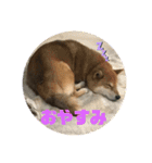 柴犬好き（個別スタンプ：11）