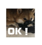 柴犬好き（個別スタンプ：12）