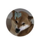 柴犬好き（個別スタンプ：13）