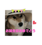 柴犬好き（個別スタンプ：14）