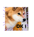 柴犬好き（個別スタンプ：15）
