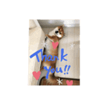 柴犬好き（個別スタンプ：16）