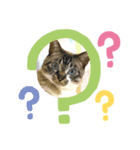 我が家のにゃこたち Part.1（個別スタンプ：3）