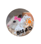 シルバーグレーのレアちゃん。（個別スタンプ：1）