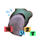 シルバーグレーのレアちゃん。（個別スタンプ：4）