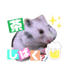 シルバーグレーのレアちゃん。（個別スタンプ：11）
