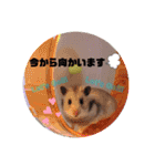 シルバーグレーのレアちゃん。（個別スタンプ：16）