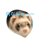 土佐弁コツメとチェルシー（個別スタンプ：1）