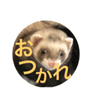 土佐弁コツメとチェルシー（個別スタンプ：4）