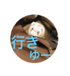 土佐弁コツメとチェルシー（個別スタンプ：6）