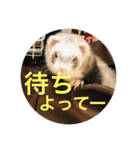 土佐弁コツメとチェルシー（個別スタンプ：7）