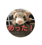 土佐弁コツメとチェルシー（個別スタンプ：8）