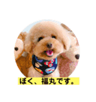ぼく、福丸です。その3（個別スタンプ：1）