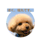 ぼく、福丸です。その3（個別スタンプ：2）