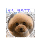 ぼく、福丸です。その3（個別スタンプ：3）