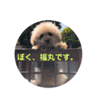 ぼく、福丸です。その3（個別スタンプ：4）