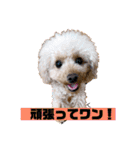 ぼく、福丸です。その3（個別スタンプ：5）