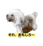 ぼく、福丸です。その3（個別スタンプ：6）