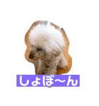 ぼく、福丸です。その3（個別スタンプ：7）