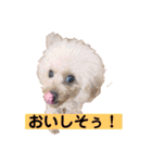 ぼく、福丸です。その3（個別スタンプ：9）