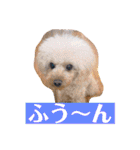 ぼく、福丸です。その3（個別スタンプ：11）