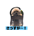 ぼく、福丸です。その3（個別スタンプ：12）
