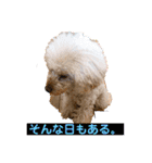 ぼく、福丸です。その3（個別スタンプ：15）