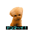 ぼく、福丸です。その3（個別スタンプ：21）