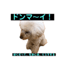 ぼく、福丸です。その3（個別スタンプ：22）