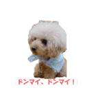 ぼく、福丸です。その3（個別スタンプ：23）
