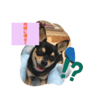 うちのうるる（個別スタンプ：13）
