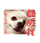 白ポメラニアンのりりーちゃまツー（個別スタンプ：4）