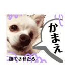 白ポメラニアンのりりーちゃまツー（個別スタンプ：8）