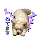 白ポメラニアンのりりーちゃまツー（個別スタンプ：10）