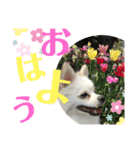 白ポメラニアンのりりーちゃまツー（個別スタンプ：22）