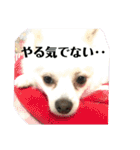 白ポメラニアンのりりーちゃまツー（個別スタンプ：24）