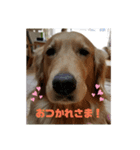 サラコヌ（個別スタンプ：4）