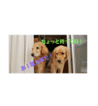 サラコヌ（個別スタンプ：8）