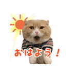 猫まる小町のメロメロスタンプ（個別スタンプ：1）